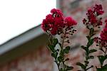 IMG_2742.jpg