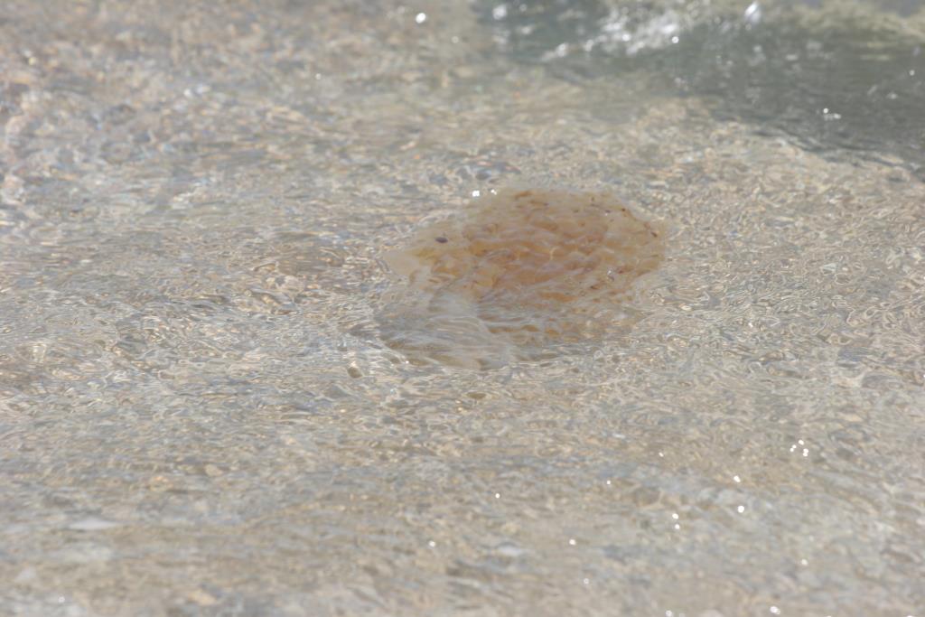 IMG_6184.JPG