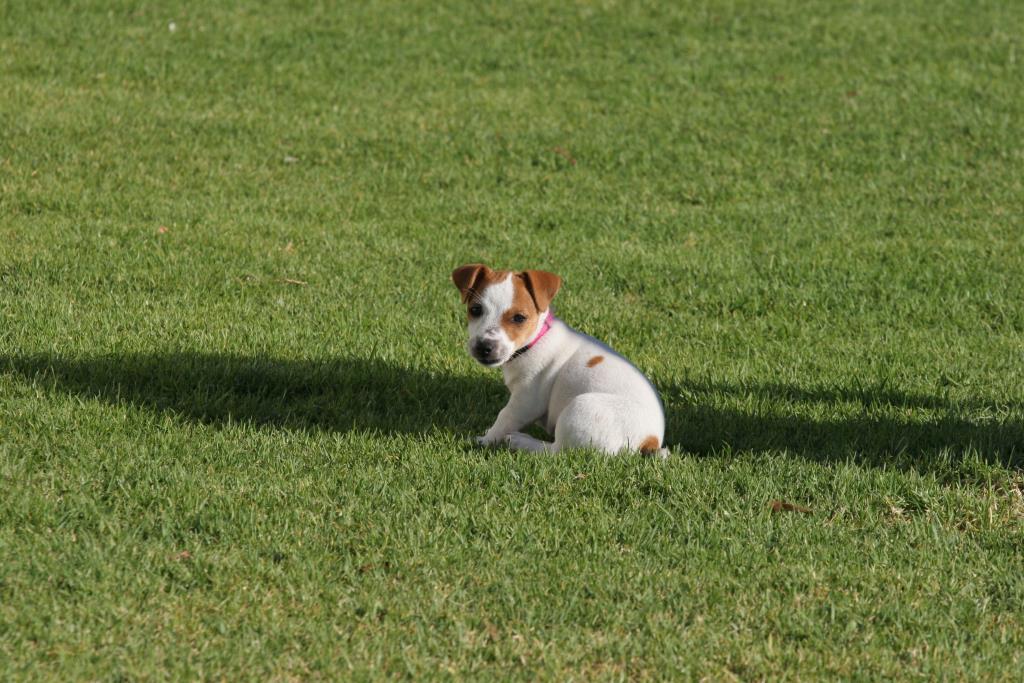 IMG_0960.JPG