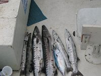 IMG 0989