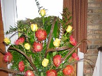 IMG 3741  Proteas