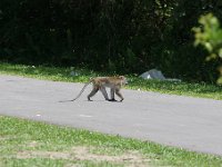 IMG 3821  Monkeys at G9 Housing