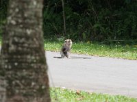 IMG 3822  Monkeys at G9 Housing