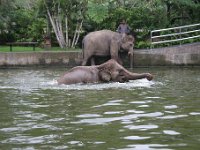 IMG 4100  Elephant Park at Taro