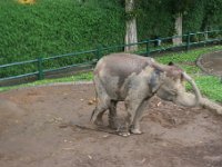 IMG 4106  Elephant Park at Taro