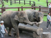 IMG 4144  Elephant Park at Taro