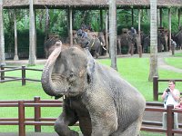 IMG 4147  Elephant Park at Taro