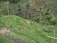 IMG 4265  Rice Paddies