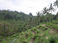 IMG 4266  Rice Paddies