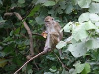 IMG 3902  Monkeys at G9 Housing