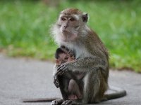 IMG 4413  Local Monkeys