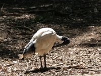 IMG 6978  Healesville Sanctuary