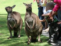 IMG 6982  Healesville Sanctuary