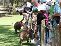 IMG 6983  Healesville Sanctuary