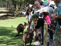 IMG 6984  Healesville Sanctuary