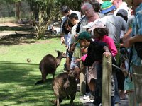 IMG 6985  Healesville Sanctuary