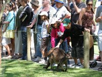 IMG 6987  Healesville Sanctuary