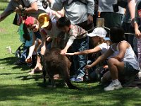 IMG 6989  Healesville Sanctuary