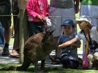 IMG 6993  Healesville Sanctuary