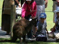 IMG 6994  Healesville Sanctuary