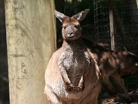 IMG 6995  Healesville Sanctuary