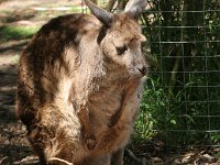 IMG 6996  Healesville Sanctuary