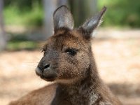 IMG 6999  Healesville Sanctuary