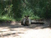 IMG 7017  Healesville Sanctuary