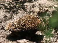 IMG 7018  Healesville Sanctuary