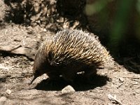 IMG 7019  Healesville Sanctuary