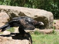 IMG 7033  Healesville Sanctuary