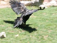 IMG 7036  Healesville Sanctuary