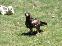 IMG 7039  Healesville Sanctuary