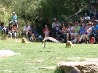 IMG 7045  Healesville Sanctuary