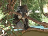 IMG 7050  Healesville Sanctuary