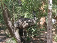 IMG 7051  Healesville Sanctuary