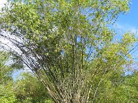IMG 4867